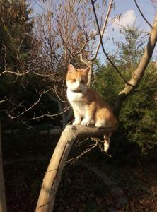 un gatto bianco e arancione seduto sopra un ramo di un albero di Звёздный a Odessa