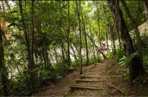 a path in the middle of a forest with stairs at Apê da Gabi in Balneário Camboriú