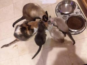 a group of four kittens sitting on a floor at CATmosphere in Las Vegas