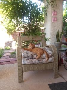 an orange cat laying on a wicker chair at CATmosphere in Las Vegas