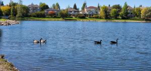 three ducks swimming in the water in a lake at Saskatoon Lashyn Cove Homestay in Saskatoon
