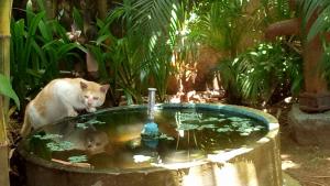 Fotografie z fotogalerie ubytování Adams Wood House Ayurveda Homestay Kochi v destinaci Kóčin
