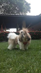 um pequeno cão está de pé na relva em Hotel Pousada Sol & Lua em Paracuru