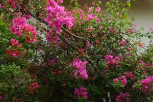 A garden outside Magnolia Guesthouse Varkala