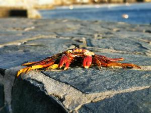 een krab zit op een rots bij Teresa Apartment Sardina Gran Canaria in Sardina