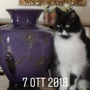 Un chat noir et blanc assis à côté d'un vase violet dans l'établissement Rosella Bianchi, à Palerme