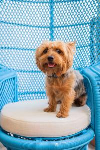 O animal ou animais de estimação com os hóspedes em Casa Amberes