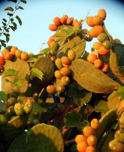 een boom met veel fruit erop bij Eftichia Apartment in Roda