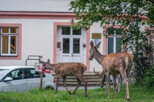 Zvieratá v apartmáne alebo blízkom okolí