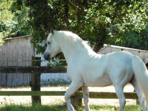 un cavallo bianco in piedi accanto a una recinzione di Halte nature à Briac Connemara a Bourbriac Altre 4 foto