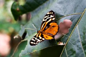 a butterfly is sitting on a green leaf at Mindo Green House in Mindo