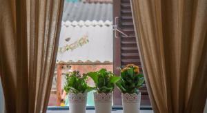 three potted plants sitting in a window with curtains at B&B Longobardi in Trani