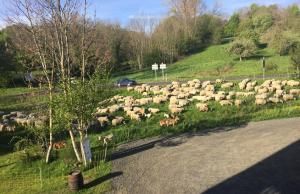 a herd of sheep grazing in the grass next to a road at Coté Puy-De dôme in Orcines