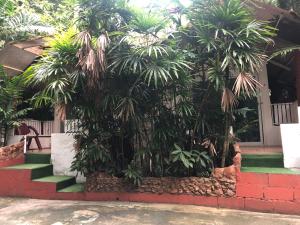 a group of palm trees in front of a house at Pine Bungalow Krabi in Klong Muang Beach