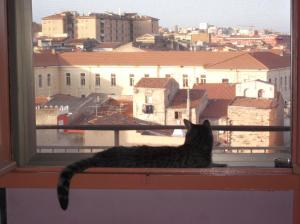 Domácí mazlíčci ubytovaní s hosty v ubytování I Tetti Di Sassari B&B