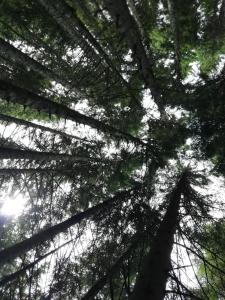 a view of the trees from the ground at Apartment Vujisic in Žabljak