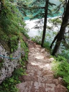 a dirt path in a forest with trees at Apartment Vujisic in Žabljak