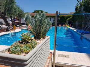 a swimming pool with cactuses and sidx sidx sidx sidx sidx sidx at Hotel Villa Igea in Diano Marina