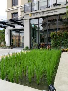 a patch of grass in front of a building at Tian Zhong Hotel in Tianzhong