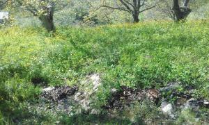 un campo de hierba y hierbas con árboles en el fondo en Shushan GUEST HOUSE en Yeghegnadzor