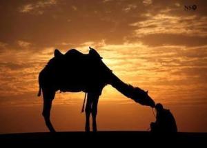Altri animali domestici presso il campeggio di lusso o nei dintorni