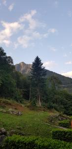 a tree in a field with a mountain in the background at Appartement Cauterets in Cauterets +4 photos