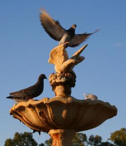 a bird perched on top of a bird feeder at Newell Motor Inn Narrandera in Narrandera