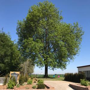 un grande albero nel mezzo di un vialetto di Gîtes du Frêne a Wattignies