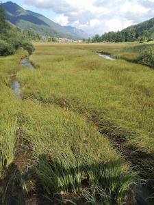 a field of grass with a river in it at Hiša Pod gorami**** - house with wellness in Kranjska Gora