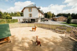 Domácí mazlíčci ubytovaní s hosty v ubytování Hotel Tannenhaus