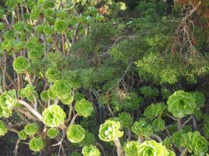 a group of green plants in a garden at Apartamentos Las Dunas de Levante in Es Pujols