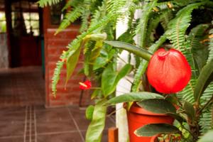 a red flower in a pot next to a plant at El Pedron Hotel in Baños