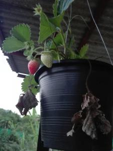 Un jarrón negro con una planta. en บ้านสวนปวิชญา เกษตรอินทรี, en Fang