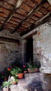 un groupe de plantes en pot dans un bâtiment en pierre dans l'établissement Can Salgueda, à Santa Pau