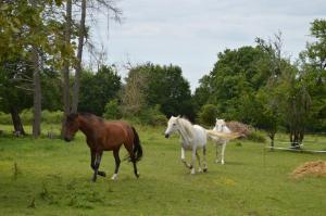 Le Noyer的住宿－LA PROVIDENCE，两匹马在草地上行走
