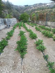 a row of green plants on a dirt field at Casa cueva El perucho in Güimar