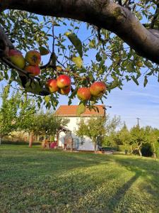 Zahrada ubytování Laurus Vendéghàz
