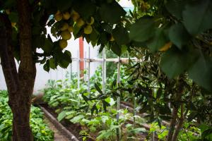 Grupa zielonych roślin w szklarni w obiekcie Dream10 w mieście Parabiago