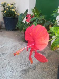 uma flor vermelha no chão ao lado de algumas plantas em Casa cueva El perucho em Güimar