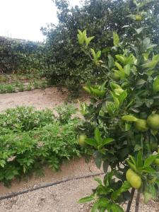 um monte de árvores de fruto num jardim em Casa cueva El perucho em Güímar