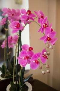 Billede fra billedgalleriet på Antalóczy Vendégház i Tokaj + 27 billeder