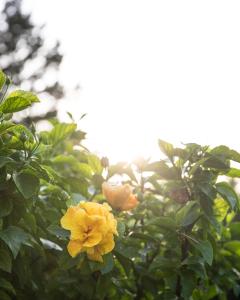 a close up of two yellow flowers on a bush at Lu' Hotel Porto Pino in SantʼAnna Arresi