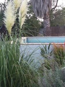 a swimming pool with some tall plants in a yard at Villa los Angeles Piscine privée pour 20 personnes in Sant Mateu