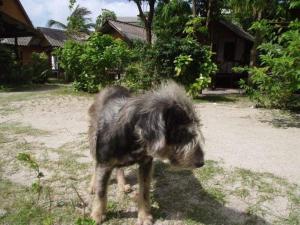 Huisdier of huisdieren van gasten bij Phangan Island
