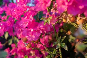 A garden outside Luxury Suites in Stavromenos