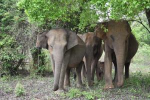 Altri animali domestici presso l'affittacamere o nei dintorni