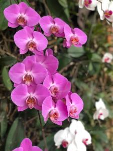 a group of pink flowers with white flowers in the background at Orquídea Café in Guarapari