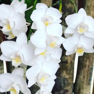 un grupo de flores blancas en un árbol en Orquídea Café, en Guarapari