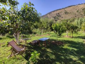 a table and a chair in the shade of a tree at Olive B&B in Berat