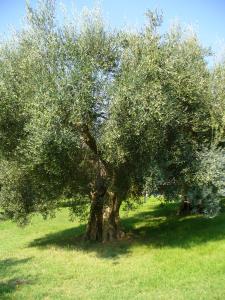 a large olive tree in a field of grass at Poggio del Sole in Castiglione del Lago